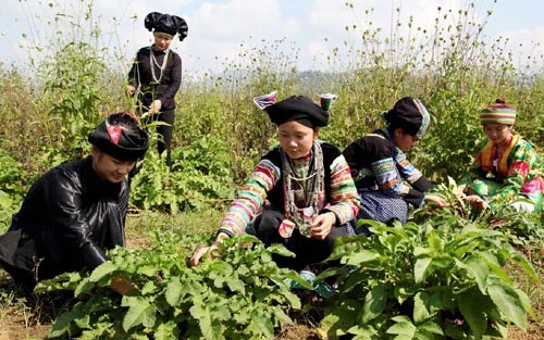 Ha Giang, GFS sign herbal medicine cooperative program  - ảnh 1